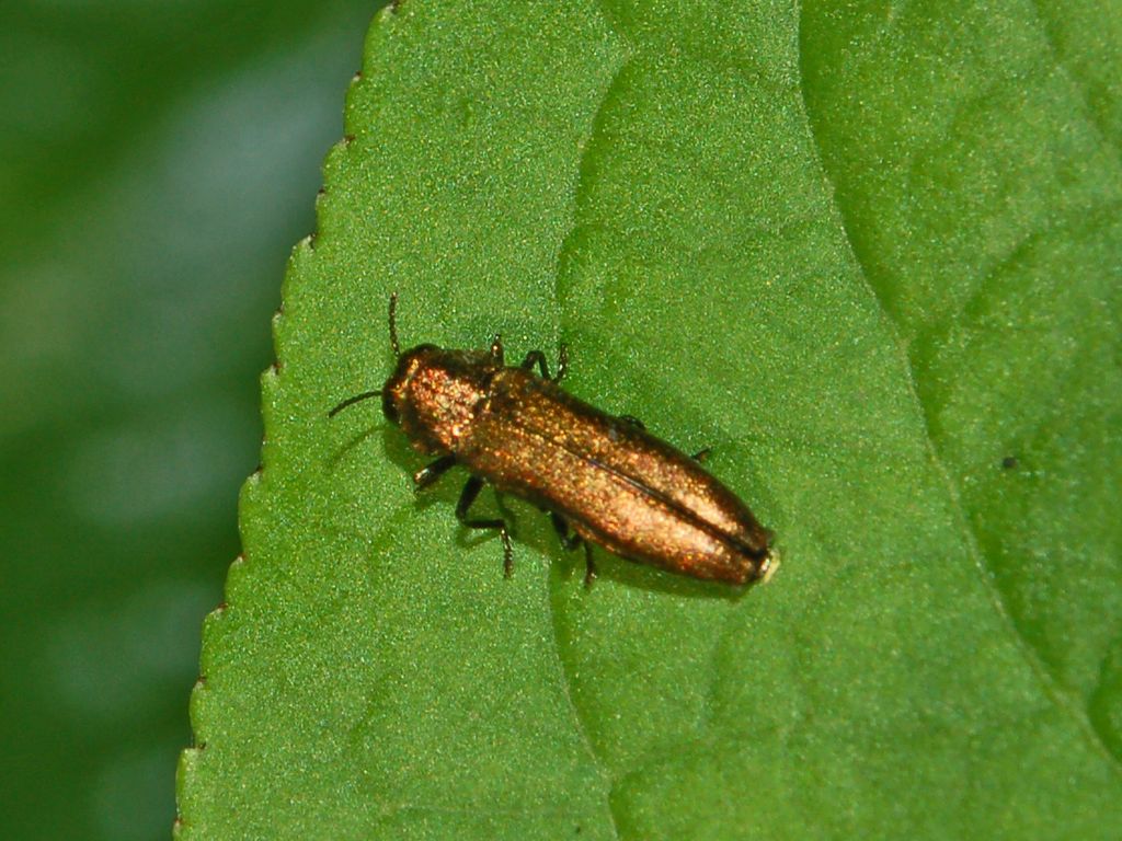 Agrilus integerrimus